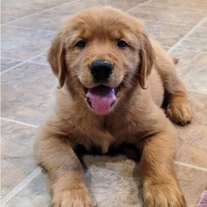 Meet your Posher, Shaina